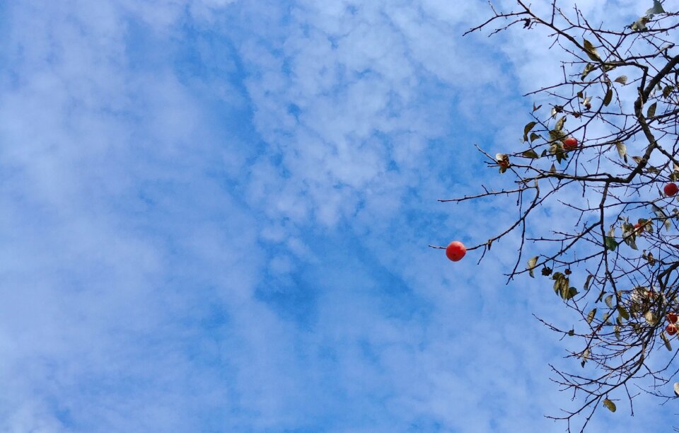In autumn eggplant sky