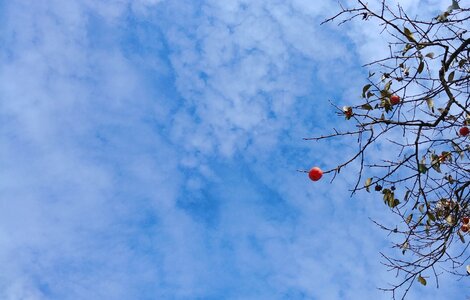 In autumn eggplant sky photo