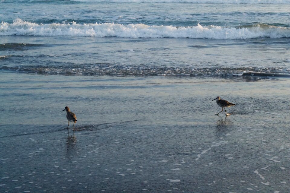 Beach birds sea photo