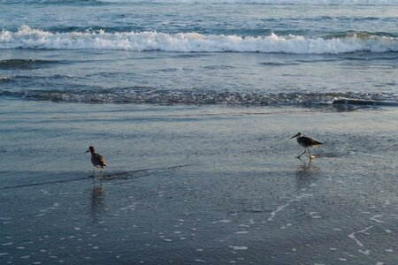 Beach birds sea