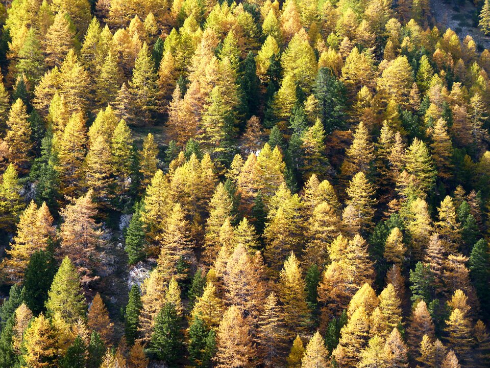 Trees mountains forest