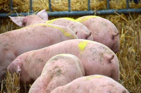 Swine piglet mammals