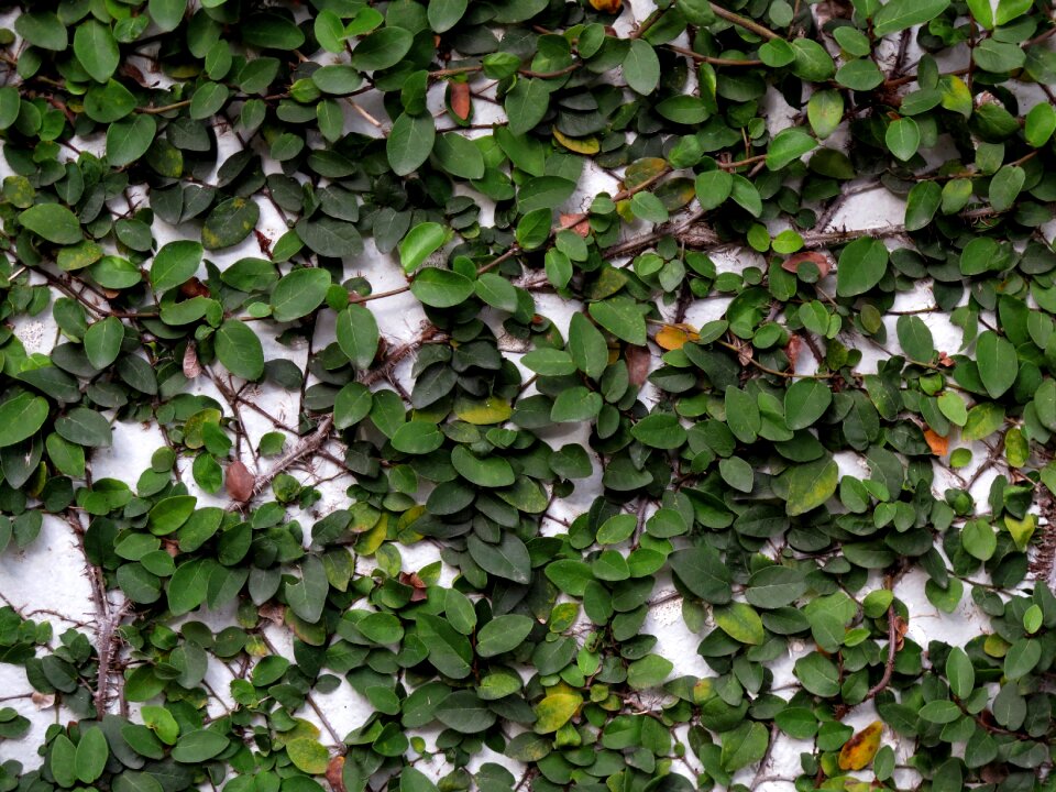 Ornamental trees green tree natural