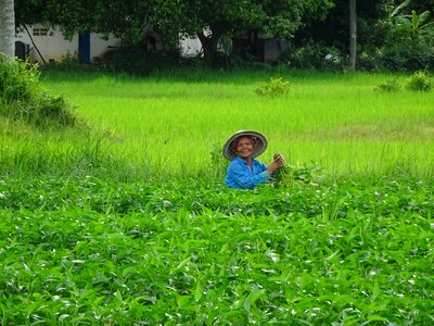 Woman rice nature