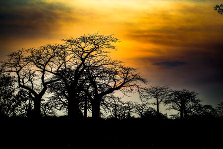 Twilight night tree
