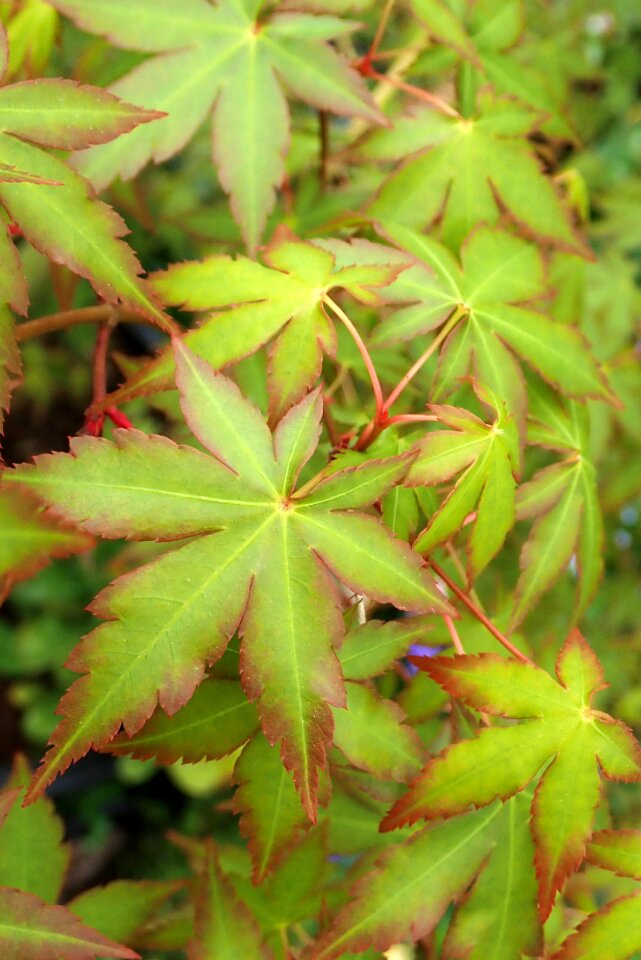 Tree garden nature