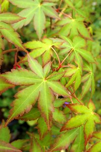 Tree garden nature