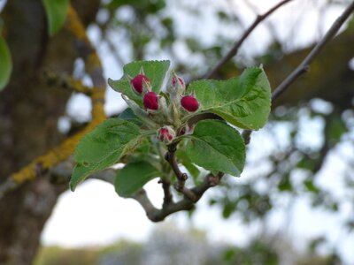 Blossom bloom spring