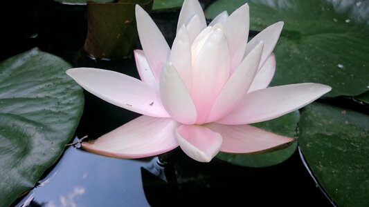Lake flower bloom
