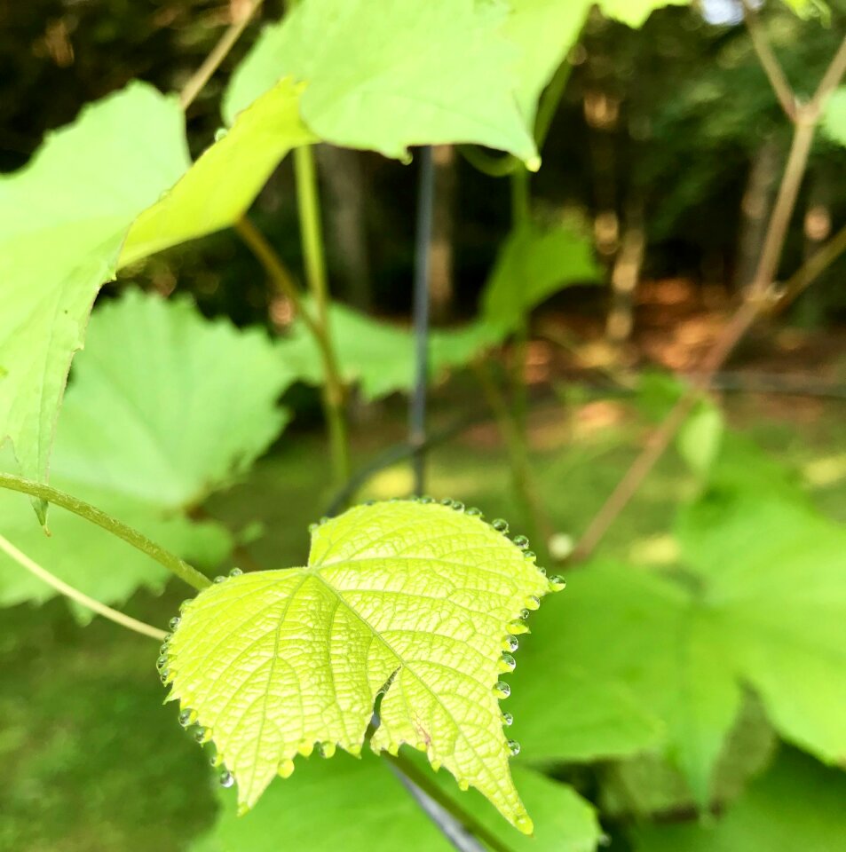 Morning leaf good for a quote