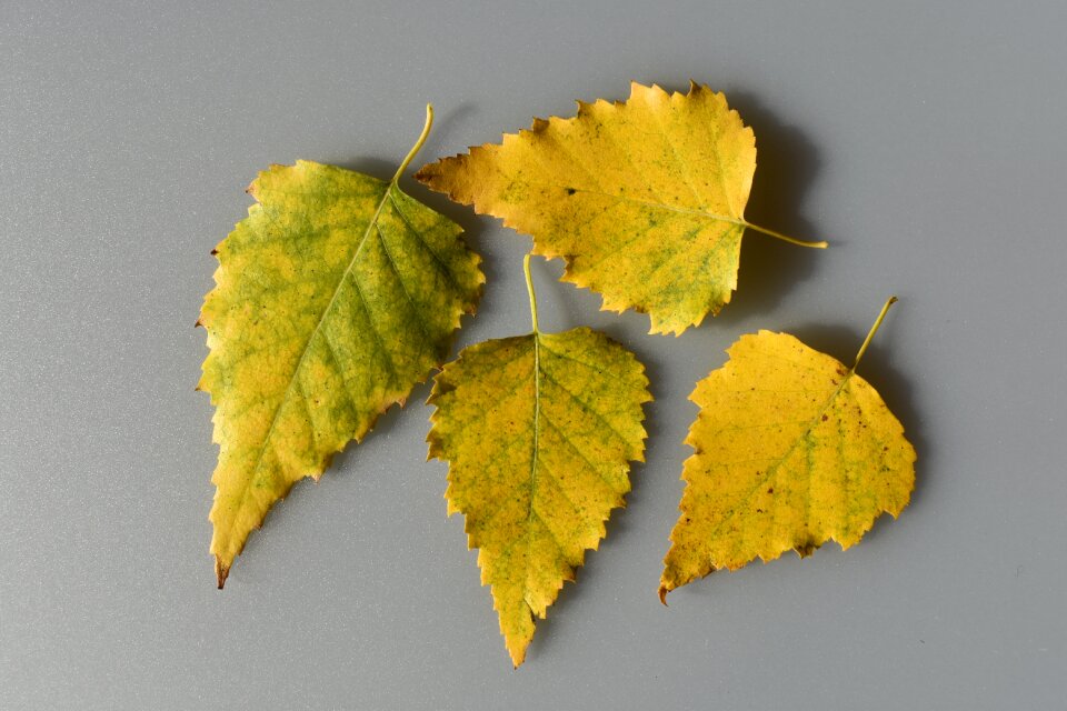 Birch autumn nature