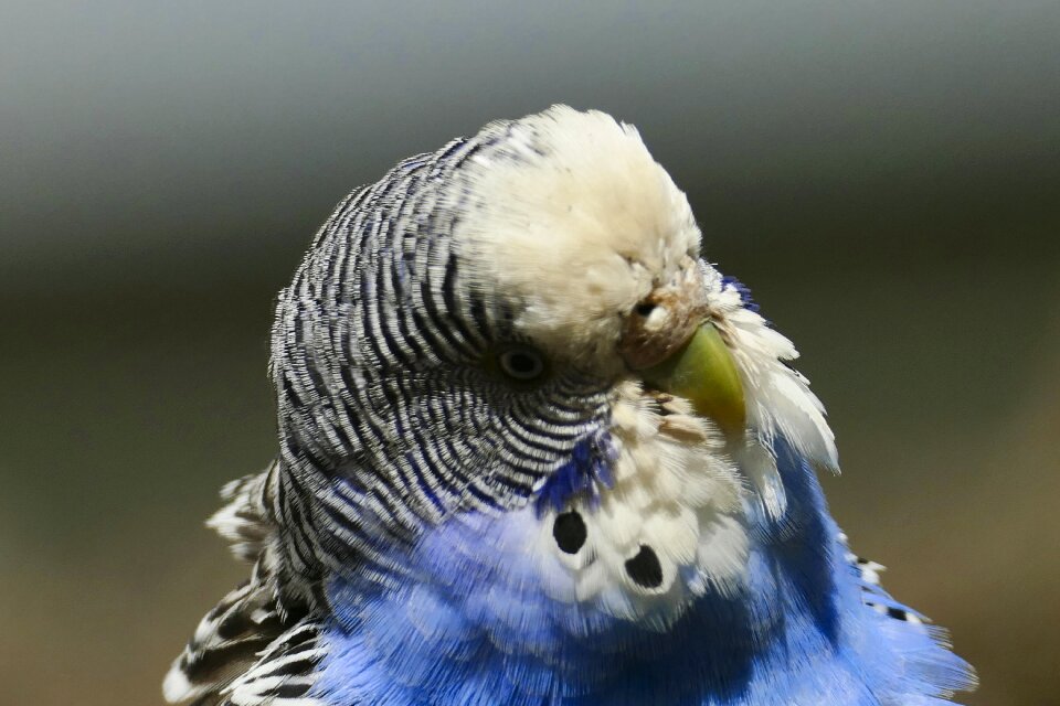 Parakeet nature ziervogel