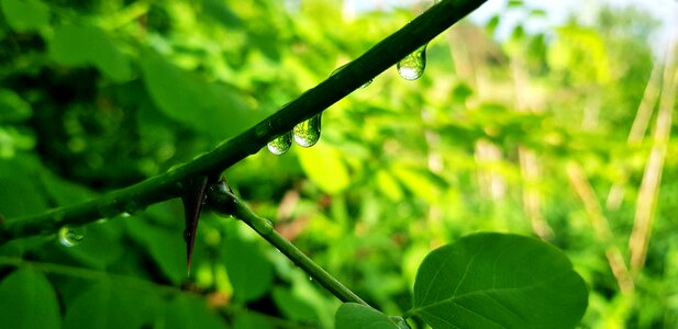 Flower water dribble