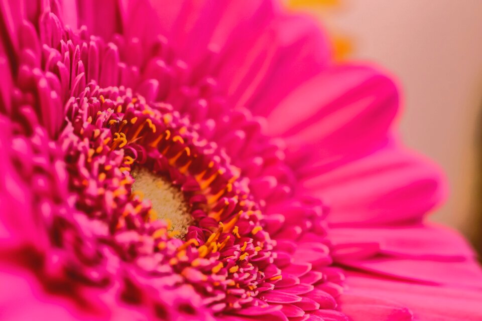 Flower close up romantic