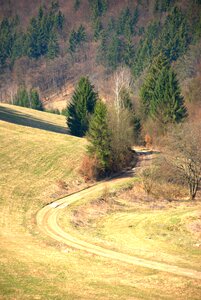 Trees forest autumn photo