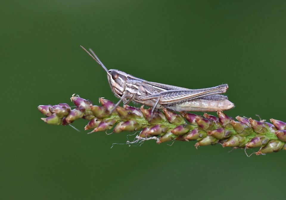 Grasshopper wild doğa