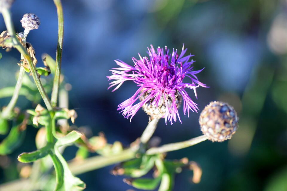 Väddklint höstblomster weeds