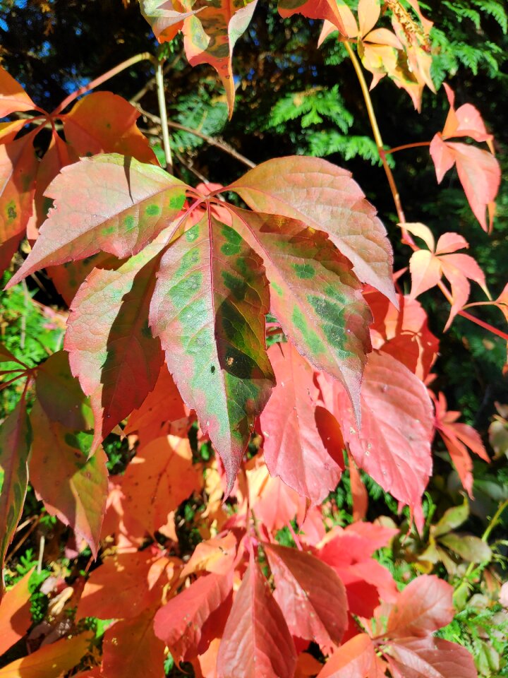 Leaves garden golden october