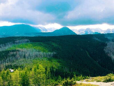 Karpaty las chmury