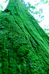 Natural forest moss