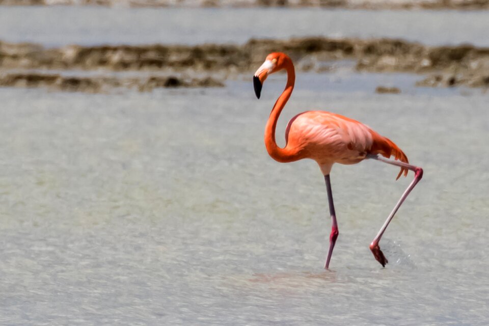 Wildlife nature birding