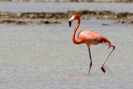 Wildlife nature birding
