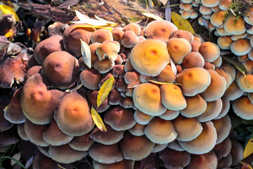 Sponge forest nature
