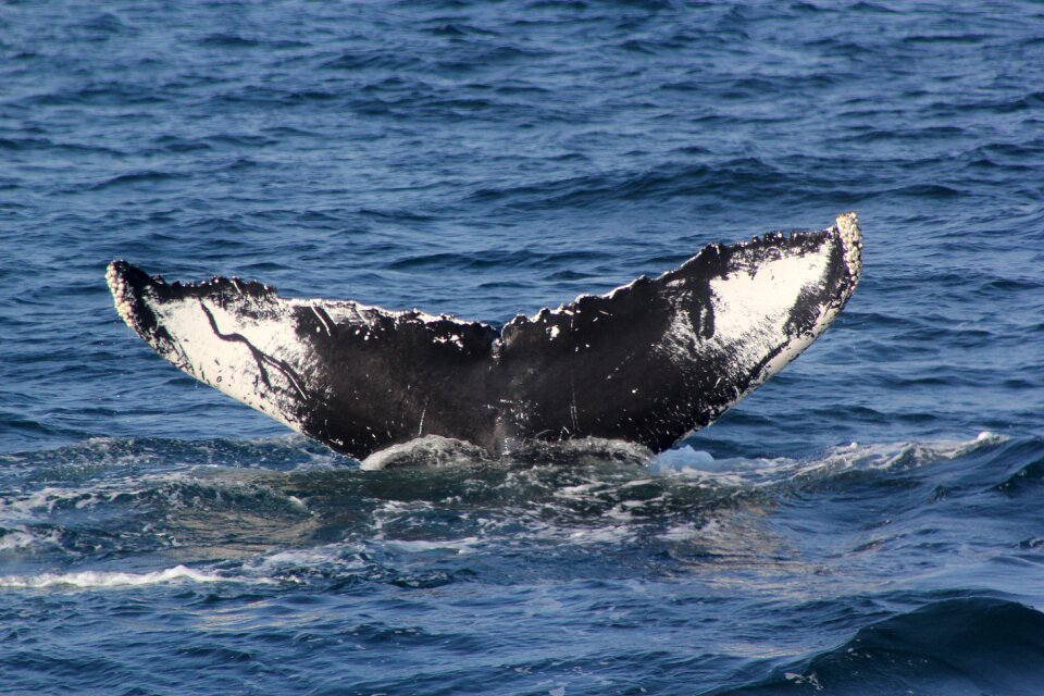 Whale fluke whale tail 5 6