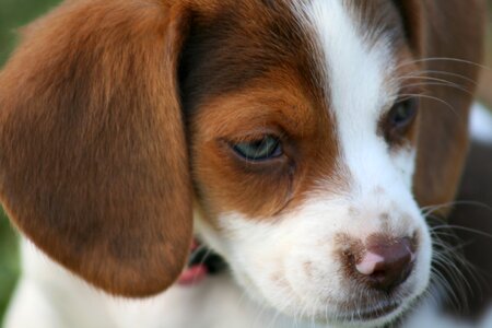Pet animal cute