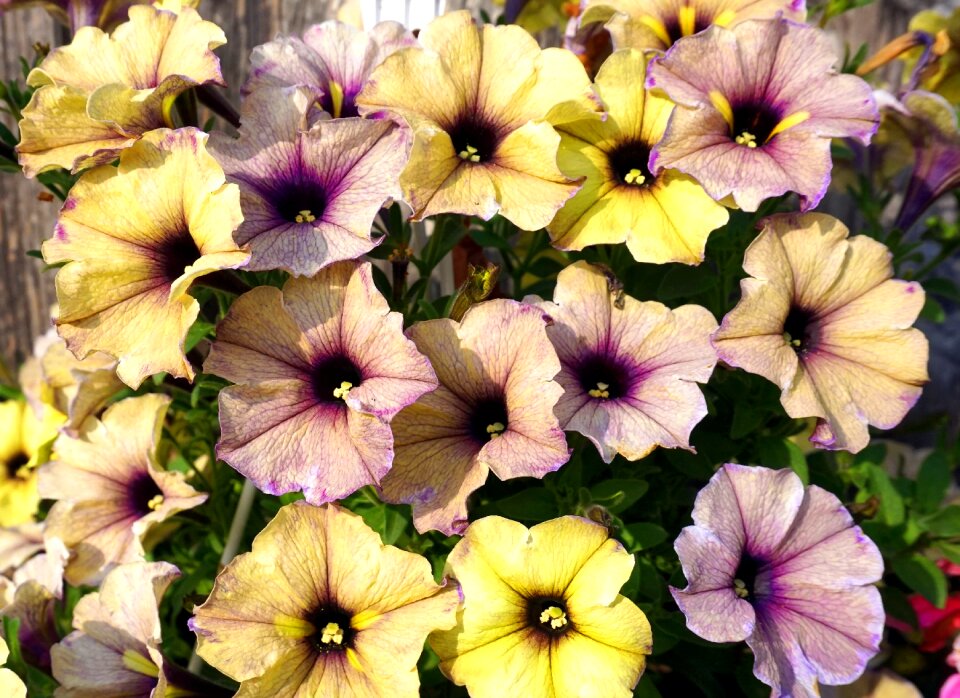 Flowers garden flora