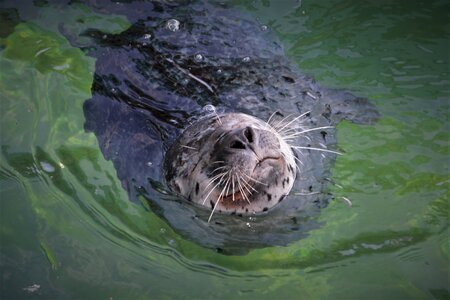 Animal meeresbewohner water