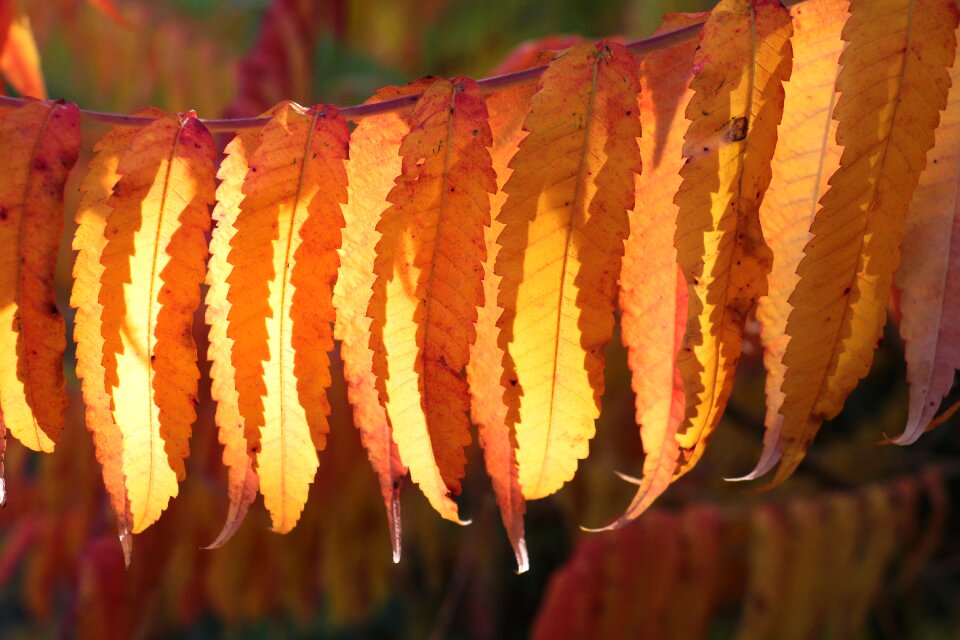 Fall color mood colorful