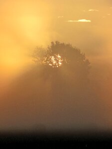 Nature trees fog photo