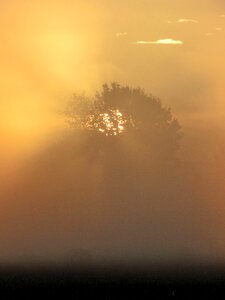 Nature trees fog