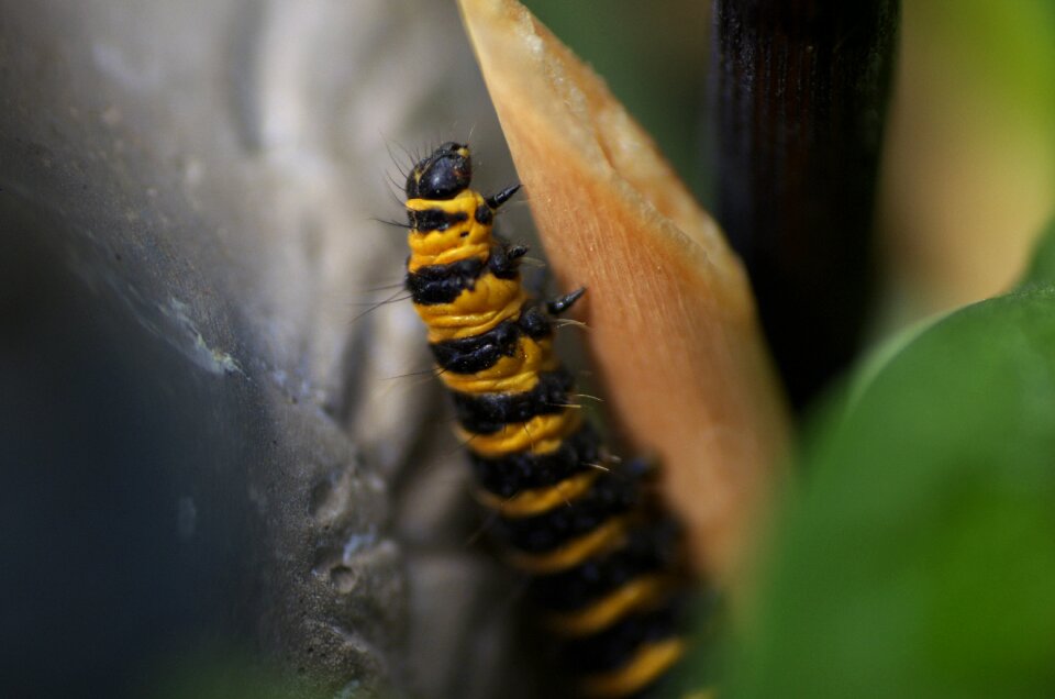 Plant nature insect