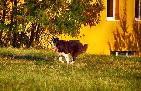 Dog grass animal photo