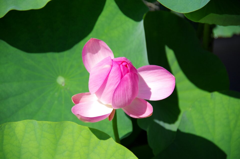 Pond lotus flower natural