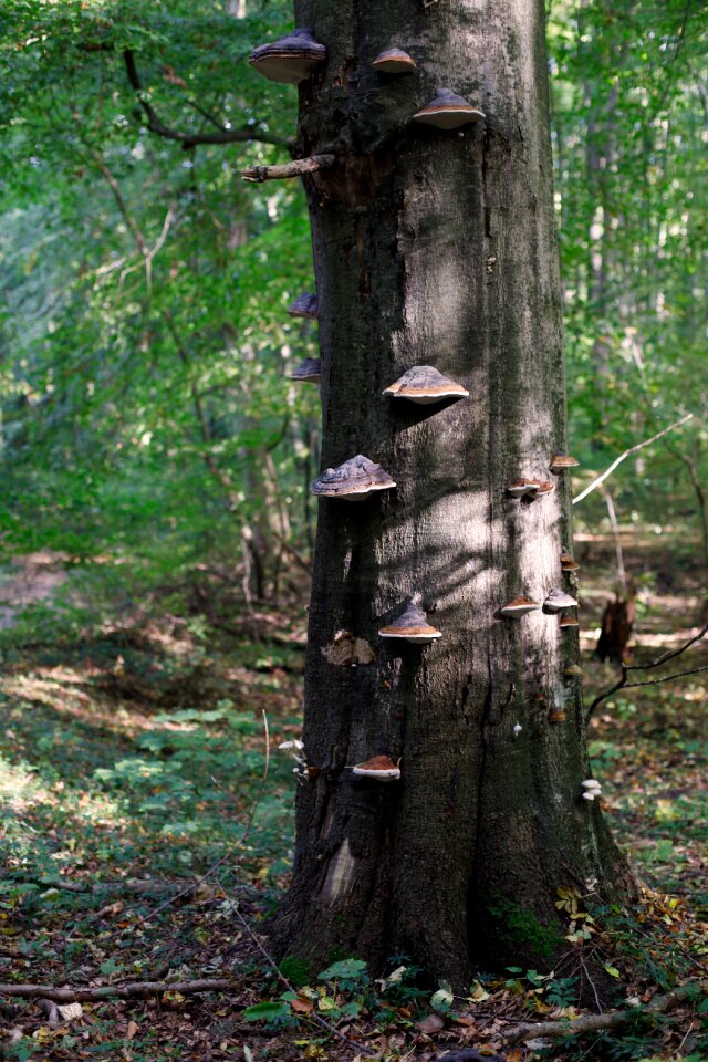 Tribe mushrooms tree fungi