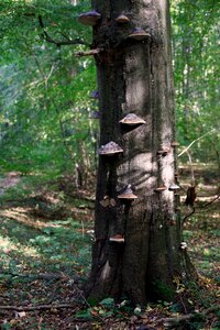 Tribe mushrooms tree fungi photo