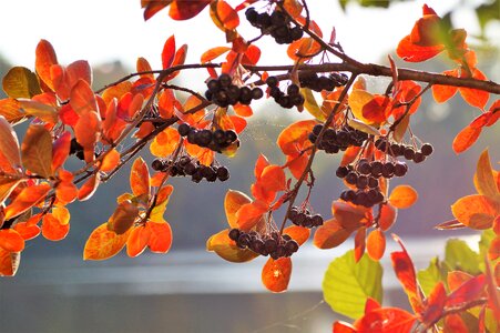 Autumn coloured branch