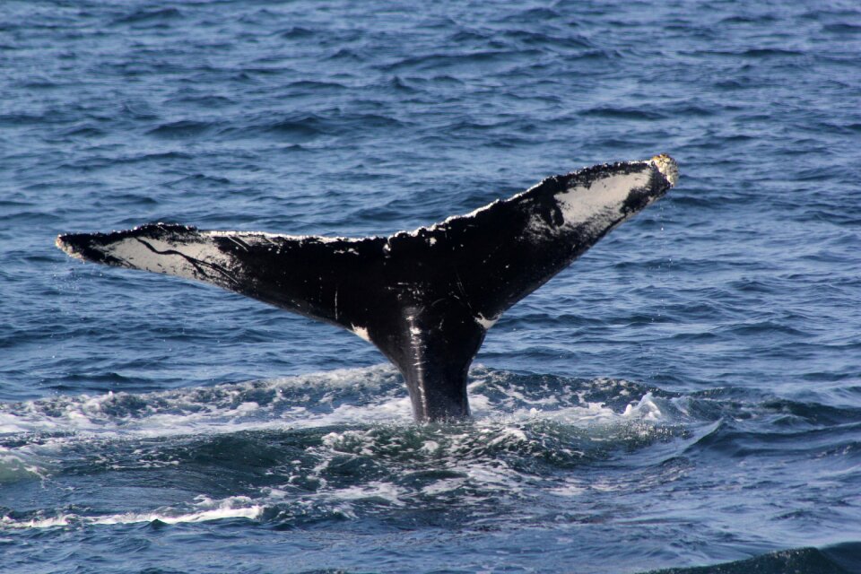 Whale fluke whale tail 4 6