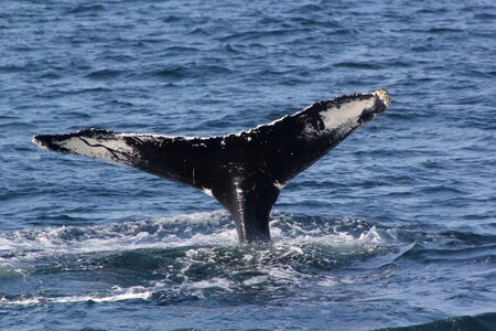 Whale fluke whale tail 4 6