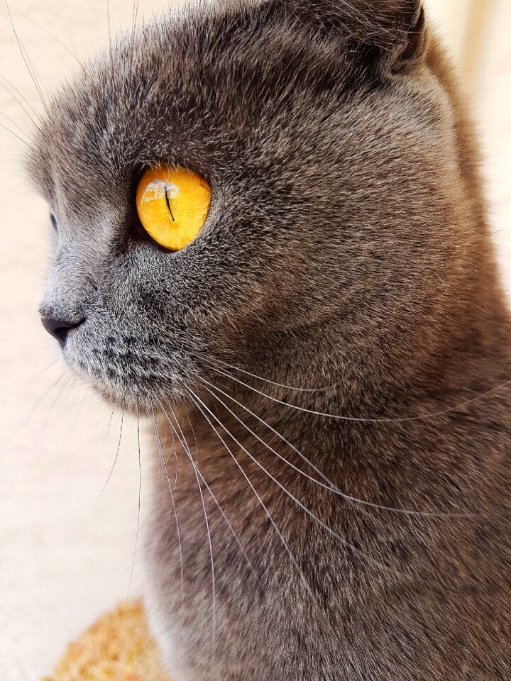 Eyes yellow eyes yellow