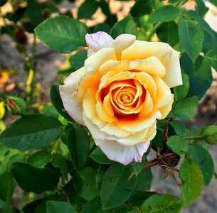 Bloom close up rose bloom