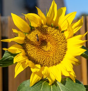 Plant bloom flowers