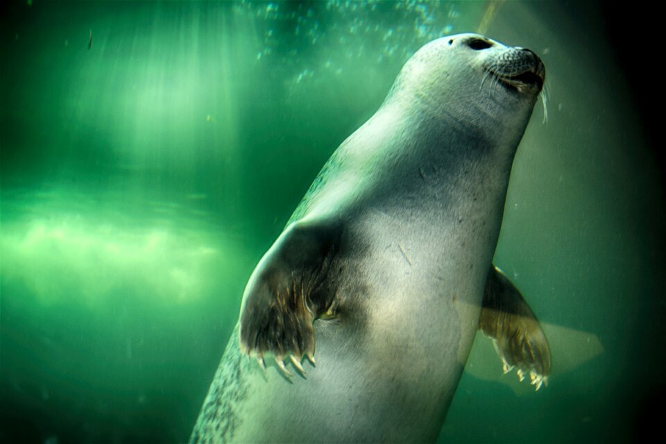 Underwater mammal animal