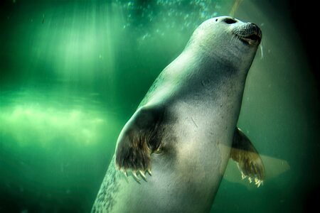 Underwater mammal animal photo