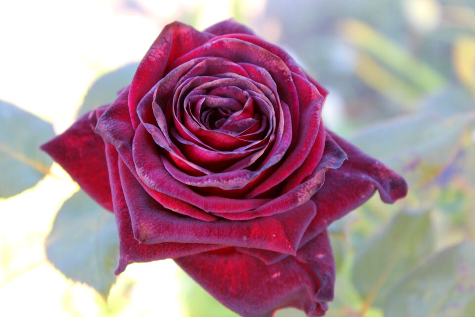 Garden romantic red