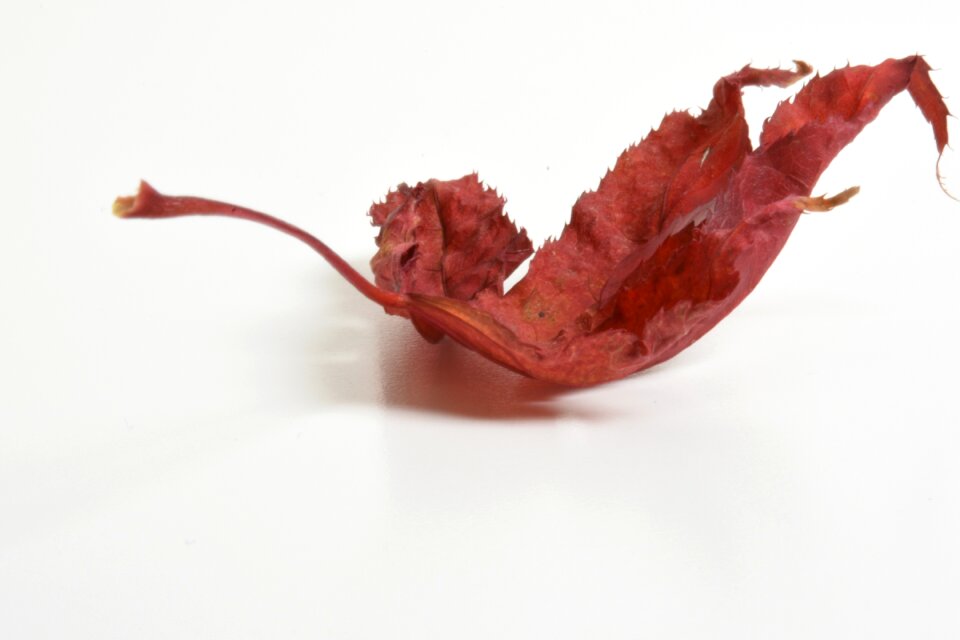 Leaf tree close up