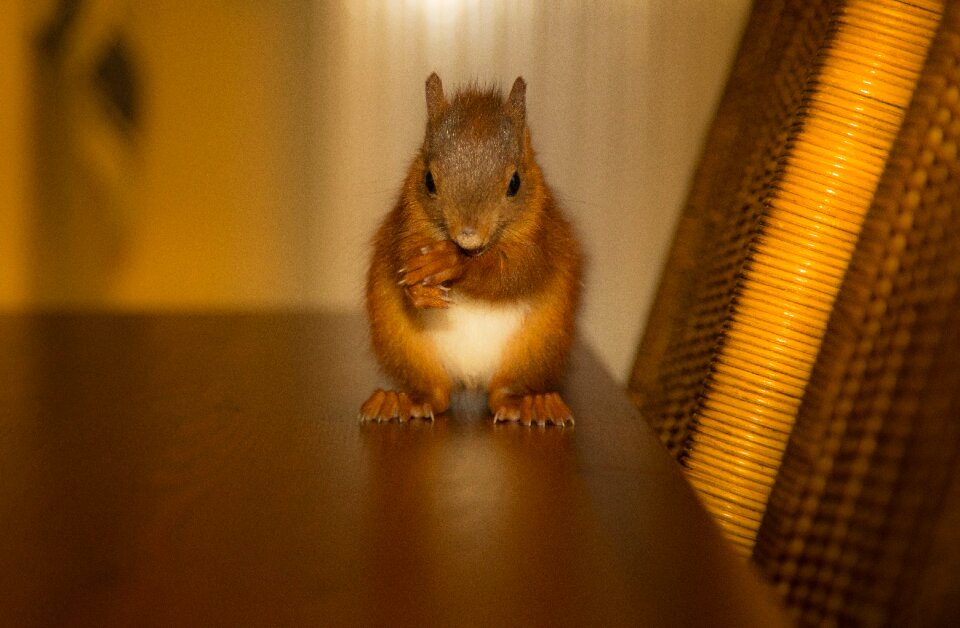 Animal cute rodent